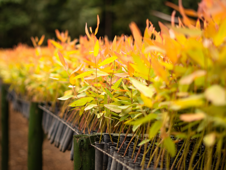 SINOBRAS Florestal investe em parcerias para melhoramento genético da produção do eucalipto