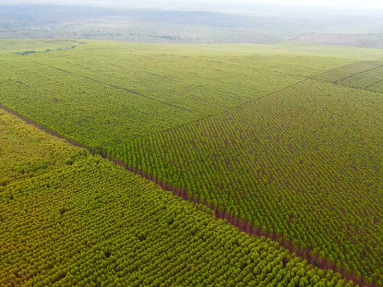 SINOBRAS Florestal adquire nova fazenda para plantio de eucalipto
